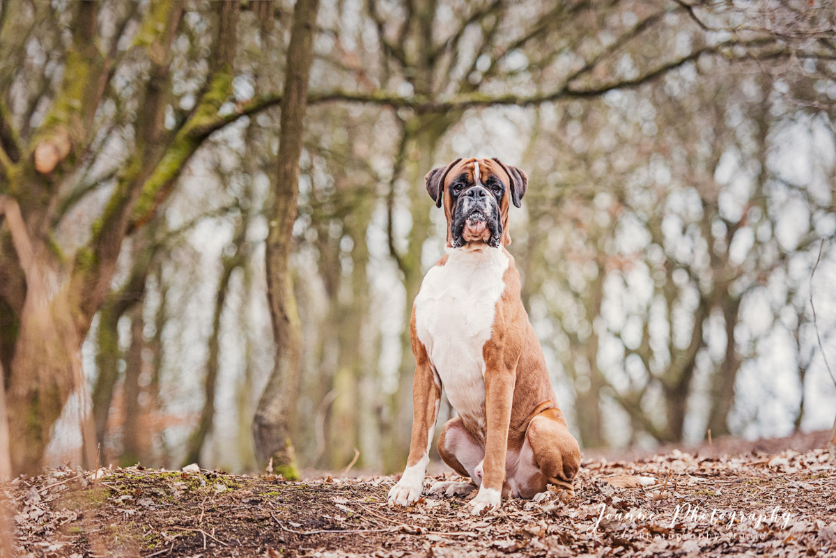 Boxer Dog Portrait Marple
