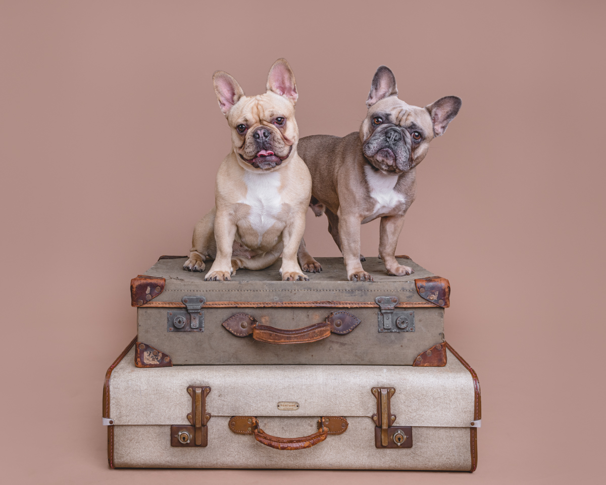 Testimonial with two French Bulldogs