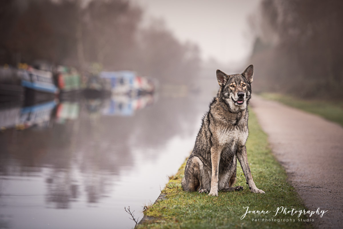 Dog near Canal Manchester