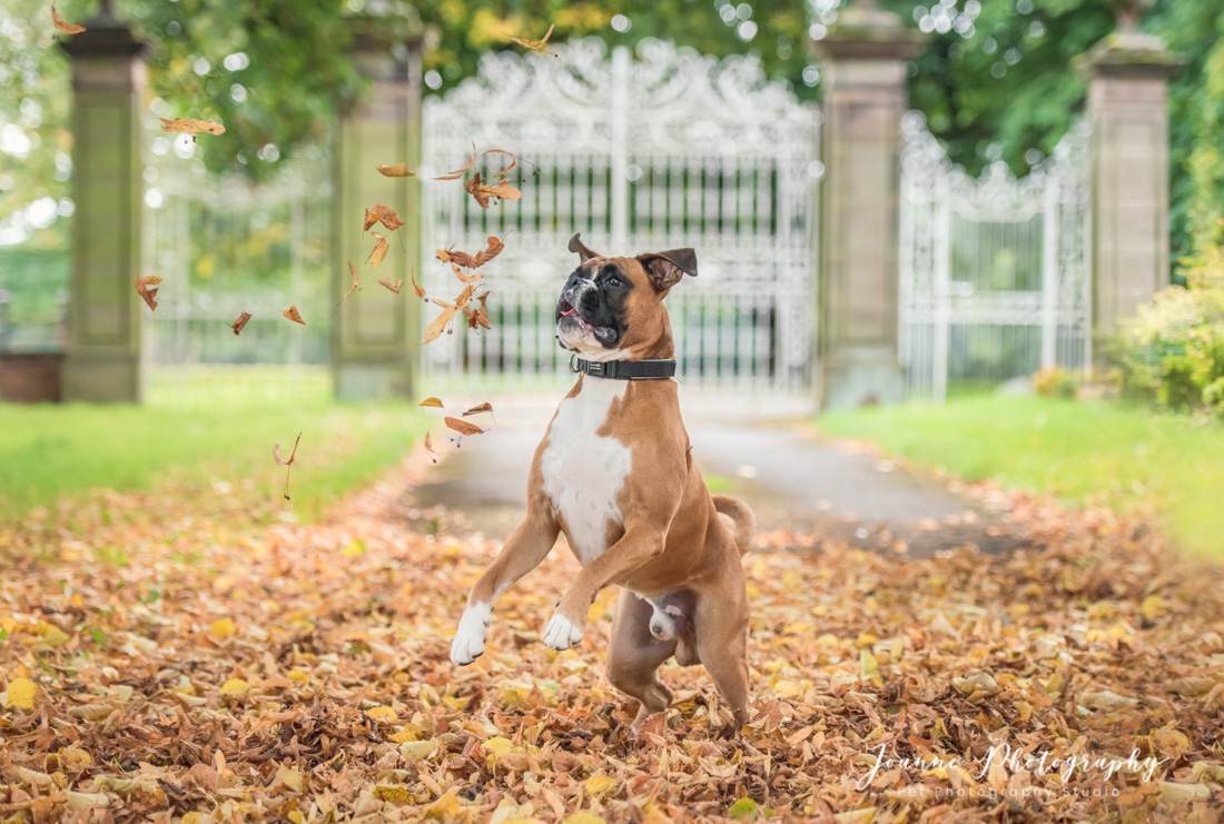 Dog playing in the tree leaves