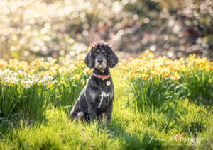 Dog with dandelion in a park in Cheshire