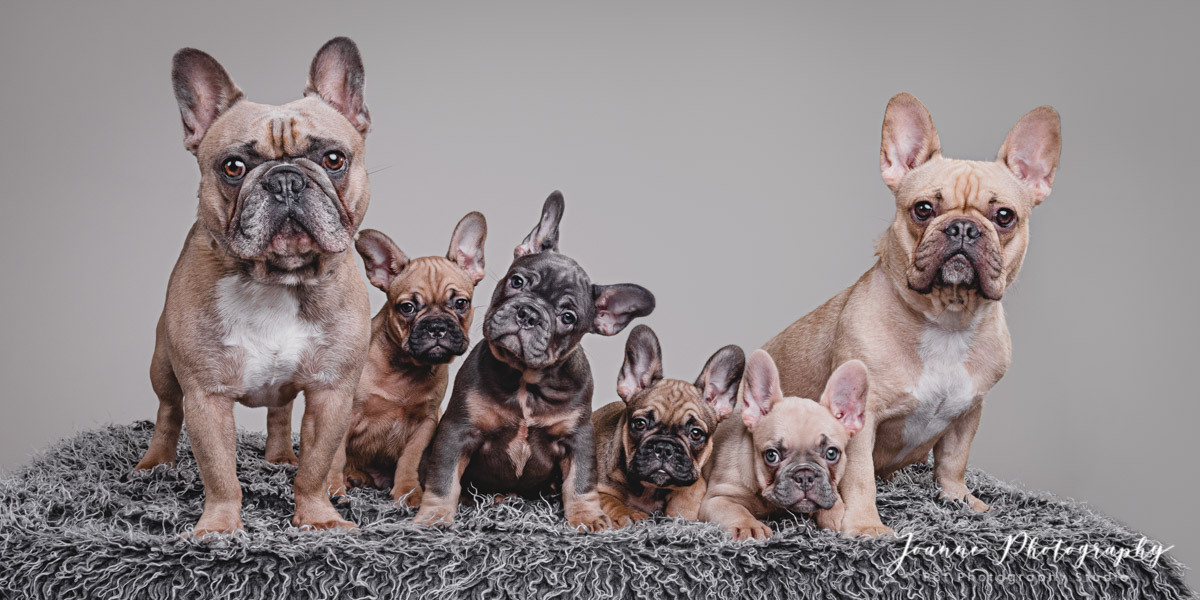 French-Bulldog-Family-Photoshoot
