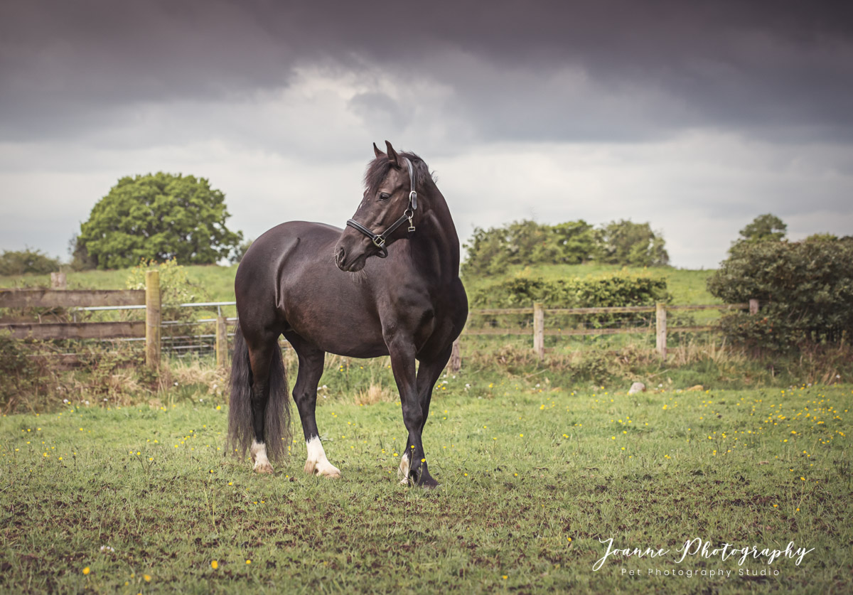 Horse photoshoot - Lancashire