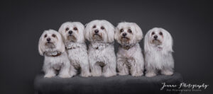 Little white Dogs