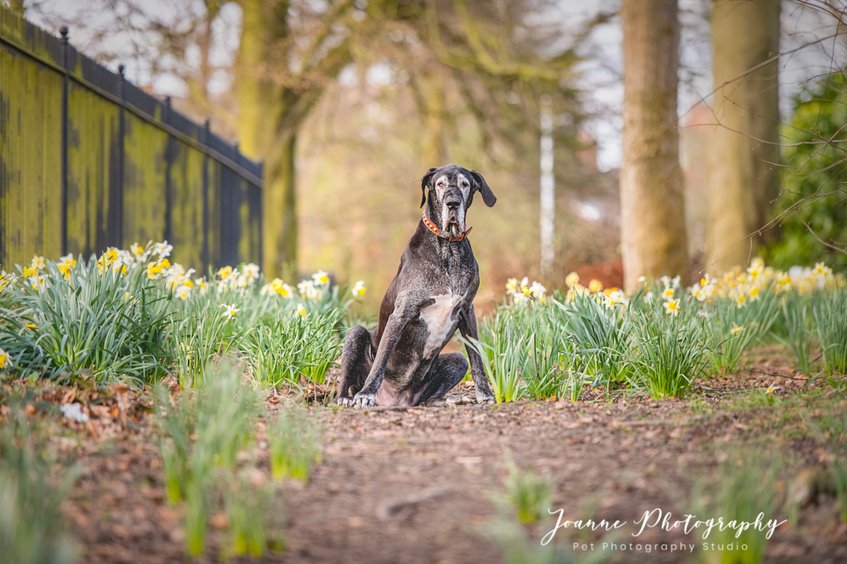 Old Great Dane Dog Photography
