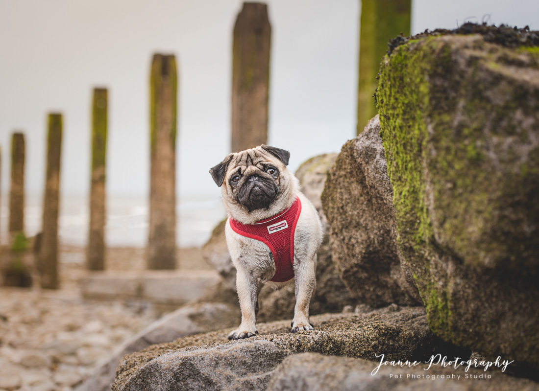 Pug at the Beach in Wales Photography