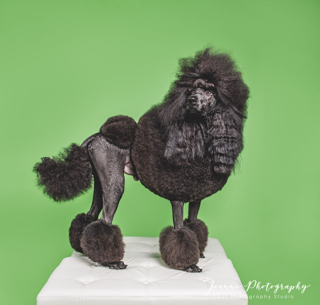 Standard-Poodle-Photography