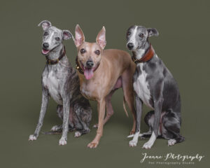 Three-Whippets-Dogs
