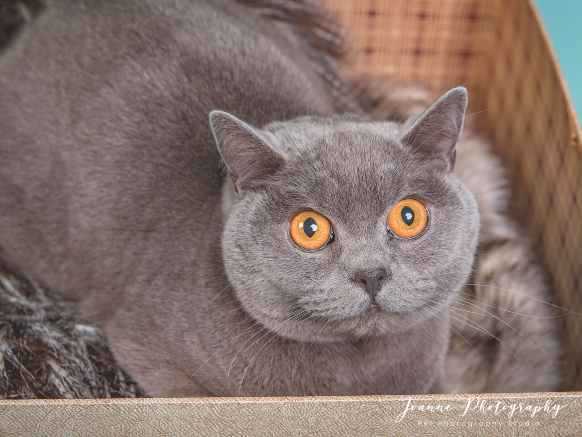 British Shorthair