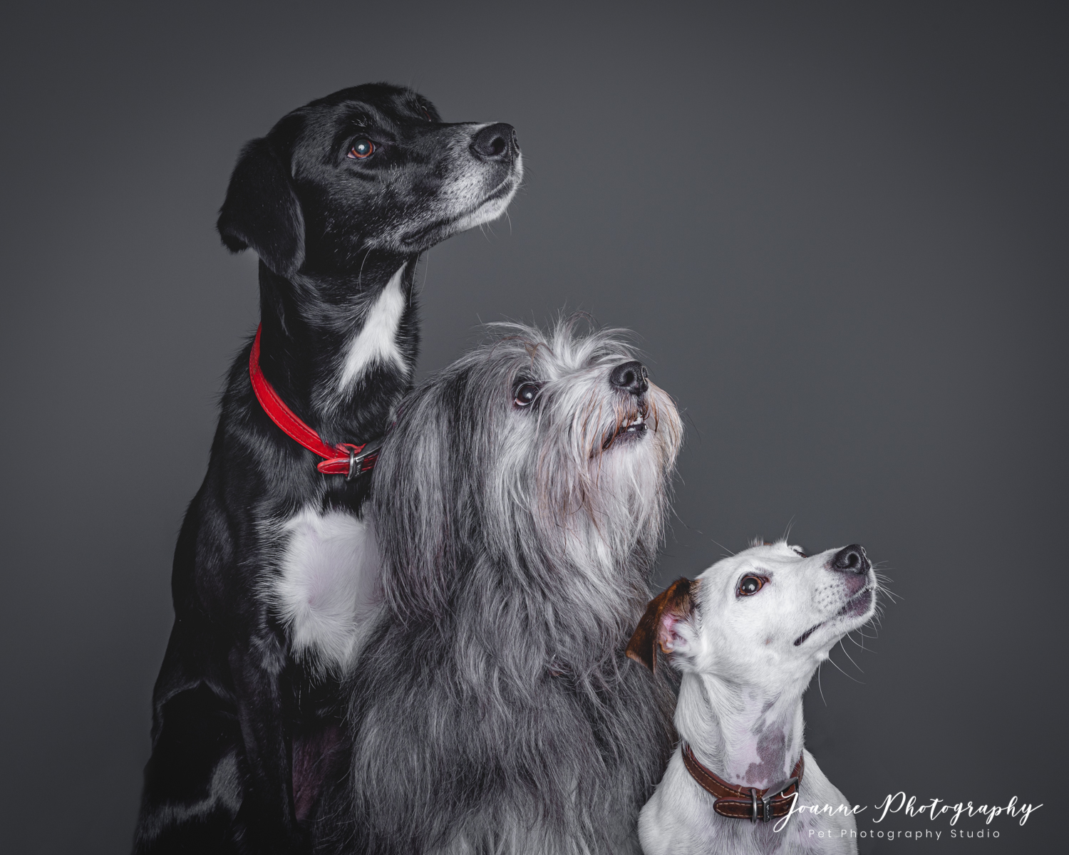Top 10 best sale terrier dog breeds