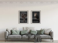 Dog Photographer UK & Equine Photography by Joanne Photography