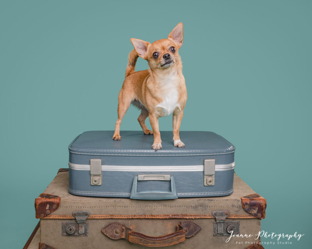 dog on suitcases