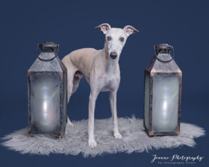 dog with lanterns