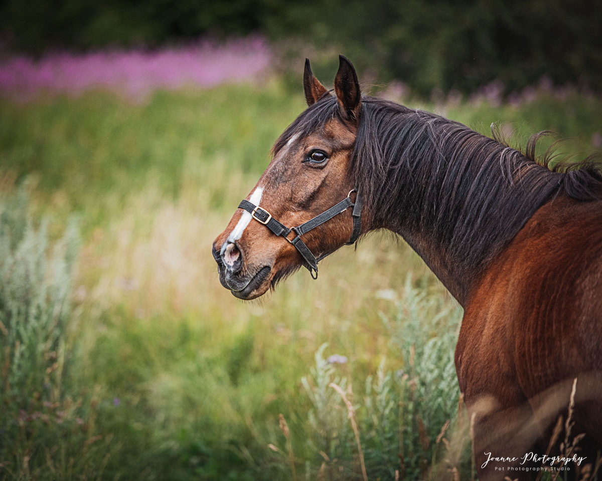 horse-photography-uk