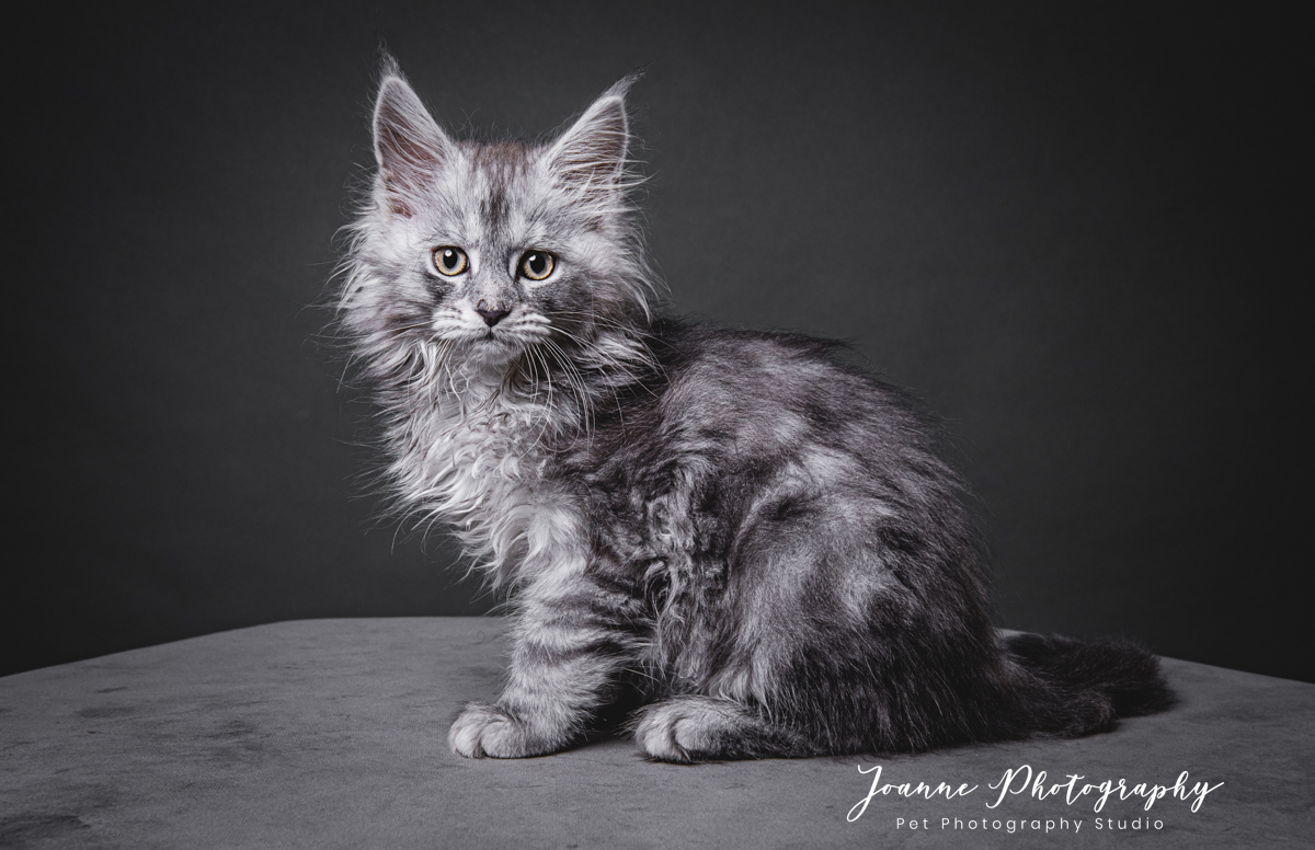 Maine-coon kitten photography