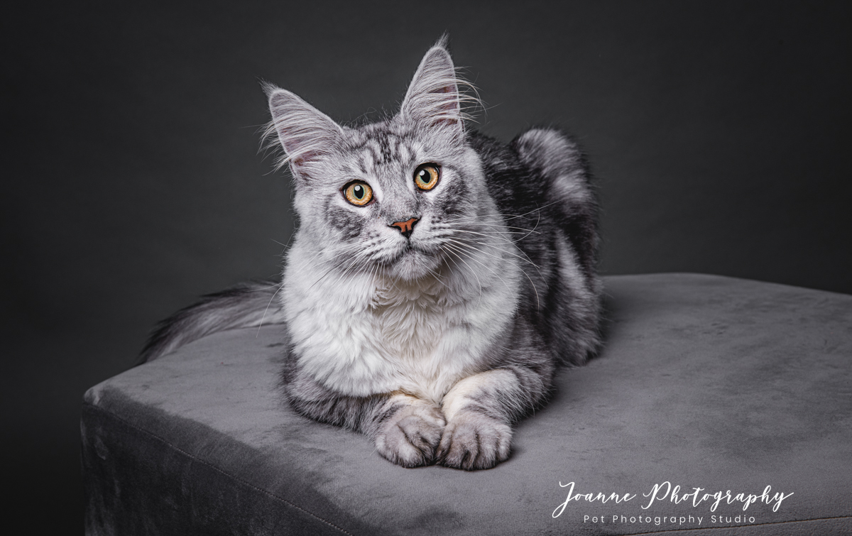 Maine-coon photography